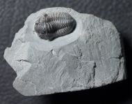 Flexicalymene retrorsa (Foerste, 1910)
