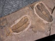 Litavkaspis rejkovicensis FATKA et al., 1987