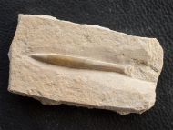 Hibolithes semisulcatus MUENSTER, 1830