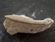 Hibolithes semisulcatus MUENSTER, 1830