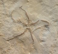 Sinosura kelheimense (BOEHM 1889)
