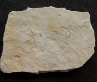 Sinosura kelheimense (BOEHM 1889)