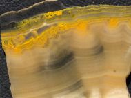 Microbialite - Bumble Bee