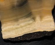 Microbialite - Bumble Bee