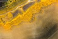 Microbialite - Bumble Bee