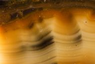 Microbialite - Bumble Bee