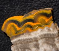 Microbialite - Bumble Bee
