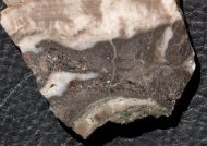Microbialite - Bumble Bee