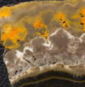 Microbialite - Bumble Bee