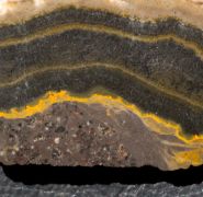 Microbialite - Bumble Bee