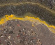 Microbialite - Bumble Bee