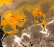 Microbialite - Bumble Bee