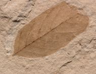 Diospyros varians