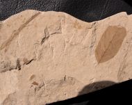 Diospyros varians