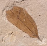 Cinnamomum lanceolatum Heer, 1859