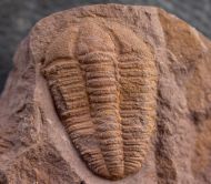 Conocoryphe cirina (Barrande, 1846)