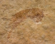 Sculda pennata MUENSTER, 1839