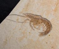 Eystaettia intermedius (OPPEL, 1862)