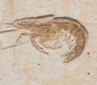 Eystaettia intermedius (OPPEL, 1862)