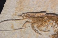 Eystaettia intermedius (OPPEL, 1862)