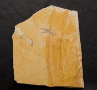 Eryma modestiforme SCHLOTHEIM  1822