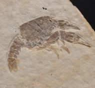 Palaeastacus fuciformis Schlotheim, 1822