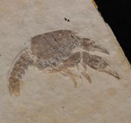 Palaeastacus fuciformis Schlotheim, 1822