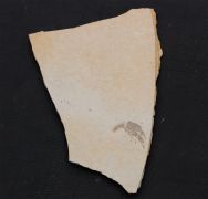 Palaeastacus fuciformis Schlotheim, 1822