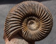 Parkinsonia parkinsoni (Sowerby 1821)