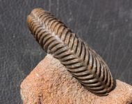 Parkinsonia parkinsoni (Sowerby 1821)