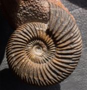 Parkinsonia parkinsoni (Sowerby 1821)