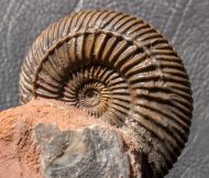 Parkinsonia parkinsoni (Sowerby 1821)