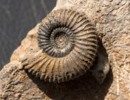 Pseudogarantiana minima (Wetzel, 1911)