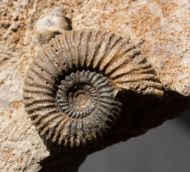 Pseudogarantiana minima (Wetzel, 1911)