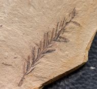 Metasequoia occidentalis Chaney, 1951