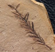 Metasequoia occidentalis Chaney, 1951