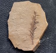 Metasequoia occidentalis Chaney, 1951