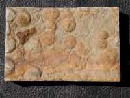 Nemiana simplex Paliy, 1976