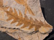 Dictyophyllum nilssoni (Brongniart 1836)
