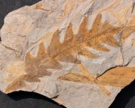Dictyophyllum nilssoni (Brongniart 1836)