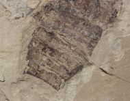 Eurypterus (Balteurypterus) tetragonophtalmus (Fischer, 1839)