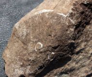 Zenaspis cf podolica (Alth, 1874)