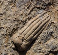 Phanocrinus bellulus (Miller and Gurley, 1894)