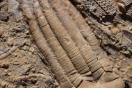 Phanocrinus bellulus (Miller and Gurley, 1894)