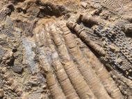 Phanocrinus bellulus (Miller and Gurley, 1894)