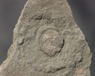 Cyclomedusa dniestriensis Grytsenko, 2020