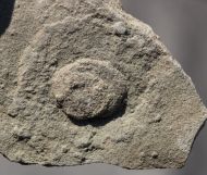 Cyclomedusa dniestriensis Grytsenko, 2020