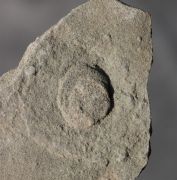 Cyclomedusa dniestriensis Grytsenko, 2020