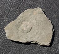 Cyclomedusa dniestriensis Grytsenko, 2020
