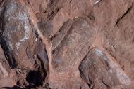 Poraspis cf sturi (Alth, 1874)